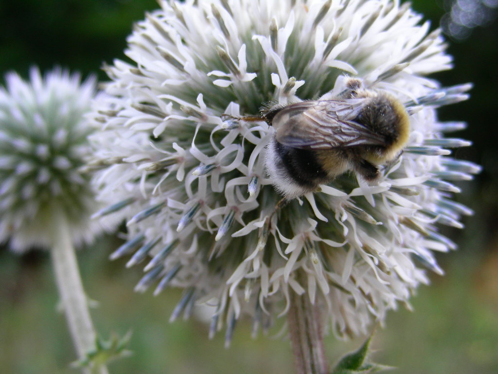 BIG  BANG ... in un fiore Echinops sphaerocephalus